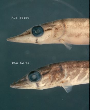 Media type: image; Ichthyology 52756